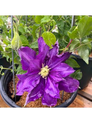 Clematis Duchess of Cornwall