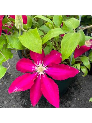 Clematis Rebecca
