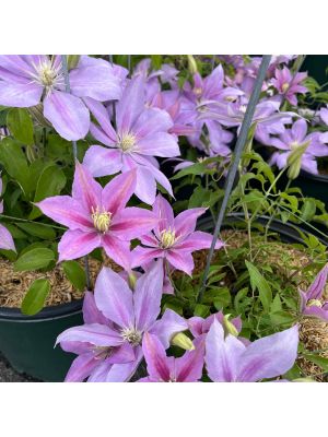 Clematis Volunteer