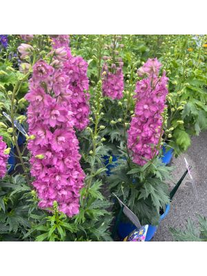 Delphinium Delgenius Chantay