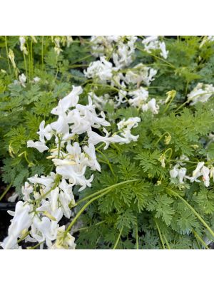 Bleeding Heart Amore Titanium