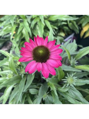 Coneflower Prima Berry