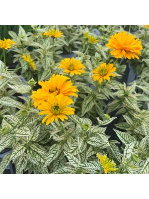 Heliopsis Bit of Honey