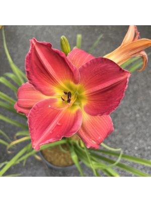 Daylily Enon