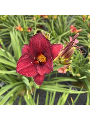 Daylily Frankly Scarlet