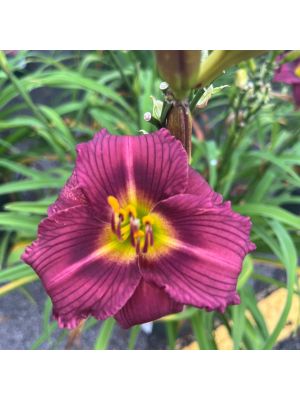 Daylily Little Grapette