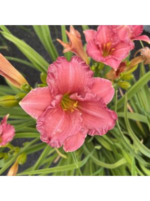 Daylily Passionate Returns