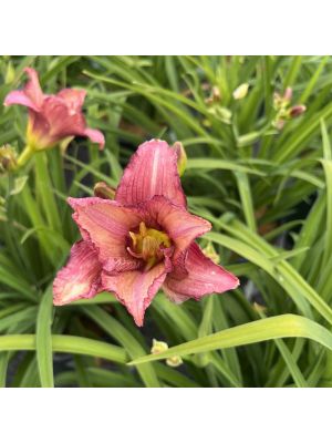 Daylily Stephanie Returns