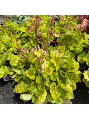 Coral Bells Northern Exposure Sienna