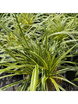 Lilyturf Silvery Sunproof