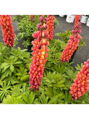Lupine Westcountry Terracotta