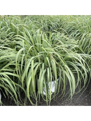 Switch Grass Prairie Winds Niagara Falls