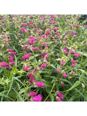 Beardtongue Red Rocks