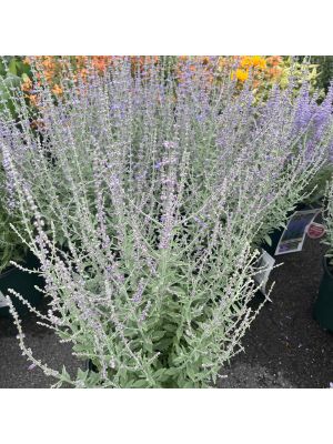 Russian Sage Prime Time