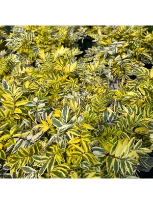 Jacob's Ladder Golden Feathers