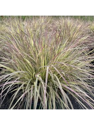 Grass Little Bluestem Shining Star