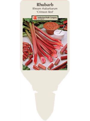Rhubarb Crimson #1