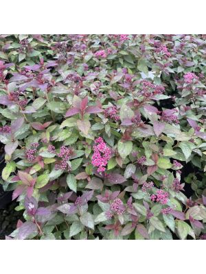 Spirea Empire Ice Dragon