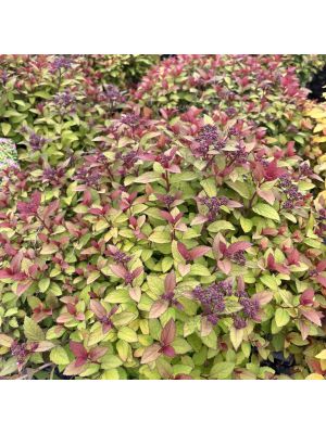 Spirea Empire Northern Lights