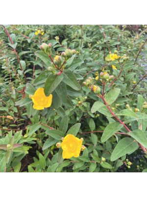 St. John's Wort Sungold