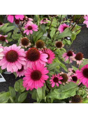 Coneflower Color Coded The Fuchsia is Bright