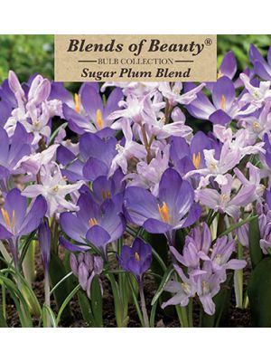 Sugar Plum Blend 40PK