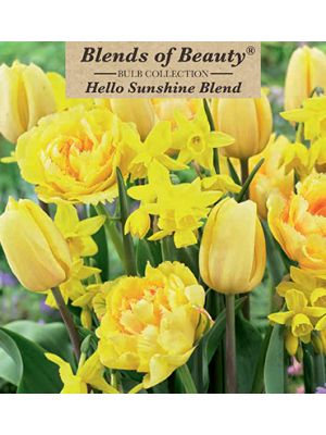 Hello Sunshine Mix 15PK