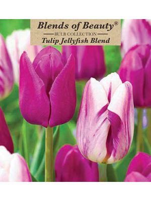 Tulip Jellyfish Blend 12PK