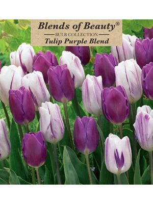 Tulip Purple Blend 12PK