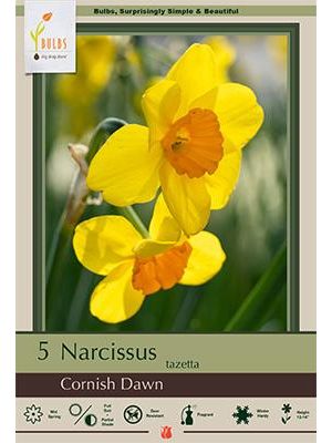 Narcissus Cornish Dawn 7PK