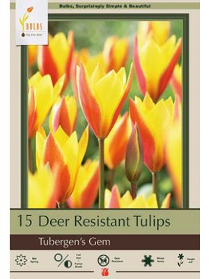 Tulips Tubergen's Gem 15PK