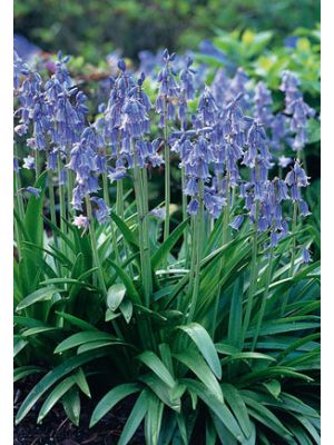 Hyacinthoides Blue 10PK