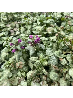 Lamium Red Nancy
