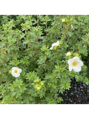 Potentilla Creme Brulee