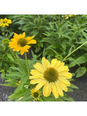 Coneflower Eye-Catcher Canary