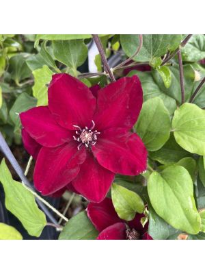 Clematis Jie