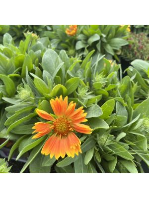 Blanket Flower Spintop Mango