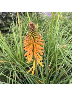 Red Hot Poker Poco Orange
