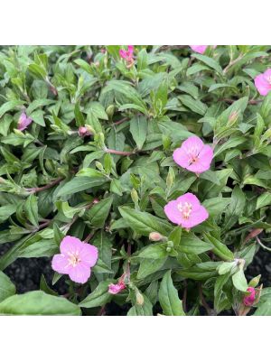 Evening Primrose Glowing Magenta