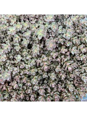 Sedum Rose Carpet