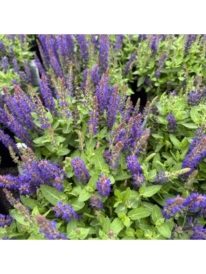 Salvia Blue Bouquetta