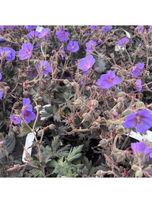 Geranium Boom Chocolatta