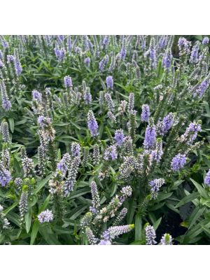 Veronica Magic Show Ever After