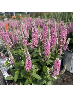 Veronica Magic Show Pink Potion