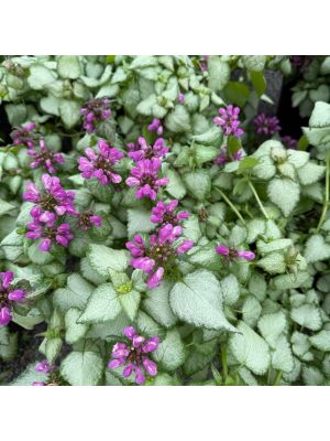 Dead Nettle Purple Dragon