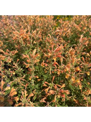 Agastache Poquito Orange