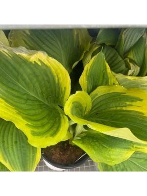 Hosta Shawdowland Seducer
