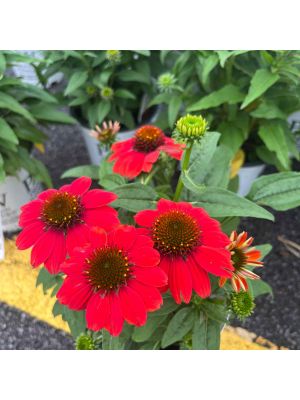 Coneflower Summersong Firefinch