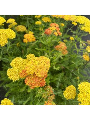 Yarrow Desert Eve Terracotta