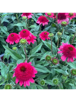 Coneflower Sunny Days Ruby